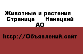  Животные и растения - Страница 2 . Ненецкий АО